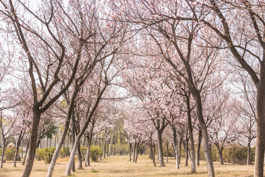a park filled with lots of trees covered in pink flowers