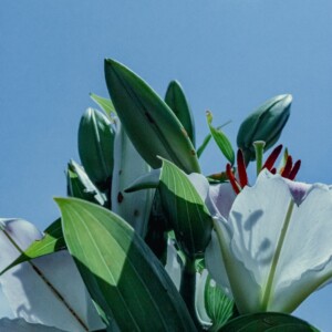 White lilies bloom against a bright blue sky.
