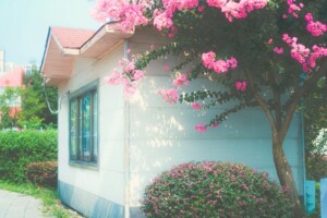 Pink flowers bloom near a little house.