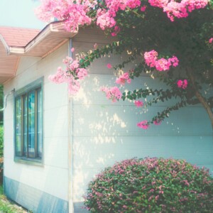 Pink flowers bloom near a little house.